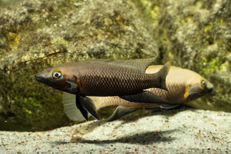 Neolamprologus nigriventris 'Kiku'